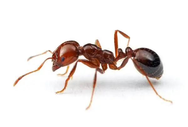 Close-up of red ant on white background