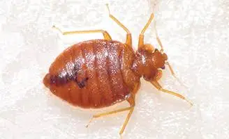Close-up of a bed bug on white surface