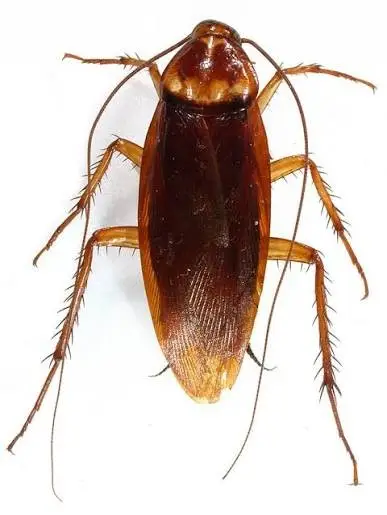 Brown cockroach isolated on white background