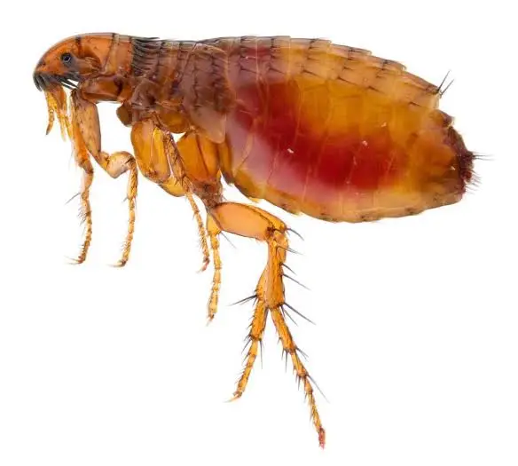 Close-up of a brown flea on white background