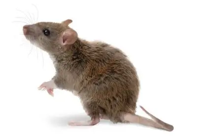 Brown rat standing on hind legs, white background