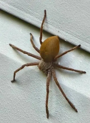 Brown huntsman spider on exterior wall siding