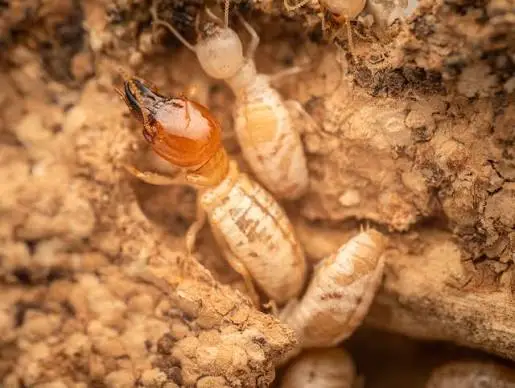 Close-up of termites in soil tunnel