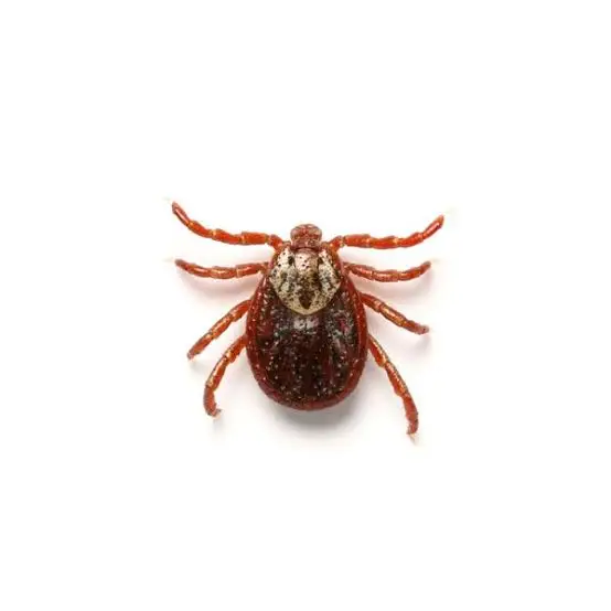 Close-up of red-brown tick on white background